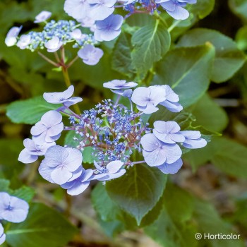 HYDRANGEA macrophylla Mousmée
