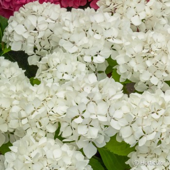 HYDRANGEA macrophylla Soeur thérèse