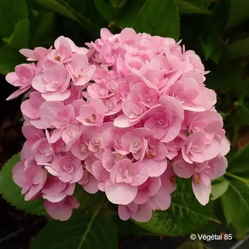 HYDRANGEA macrophylla You and me love