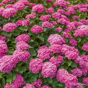 HYDRANGEA macrophylla You and me together