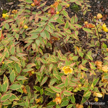 HYPERICUM moserianum Tricolor