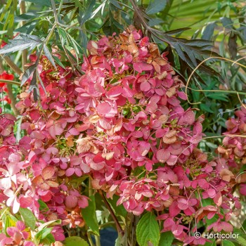 HYDRANGEA paniculata Diamant rouge