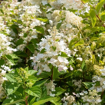 HYDRANGEA paniculata Kyushu