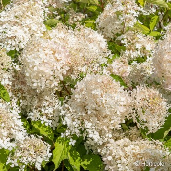 HYDRANGEA paniculata Phantom