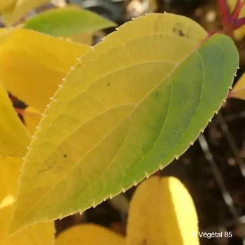 HYDRANGEA paniculata Prim white