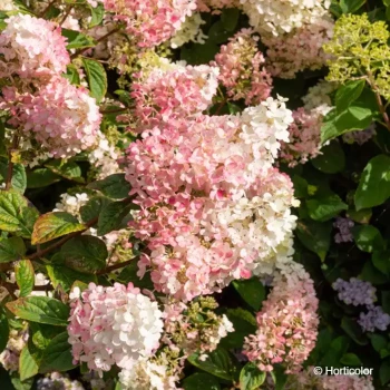 HYDRANGEA paniculata Sundae fraise