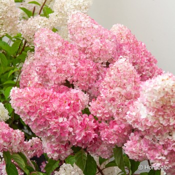 HYDRANGEA paniculata Vanille fraise