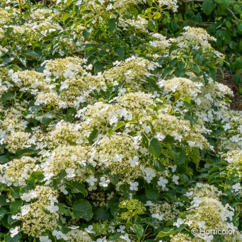 HYDRANGEA petiolaris