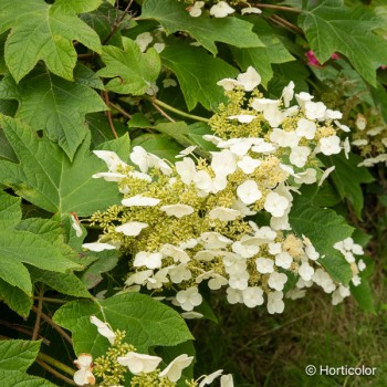 HYDRANGEA quercifolia Sikes dwarf