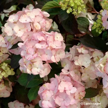 HYDRANGEA serrata Preziosa