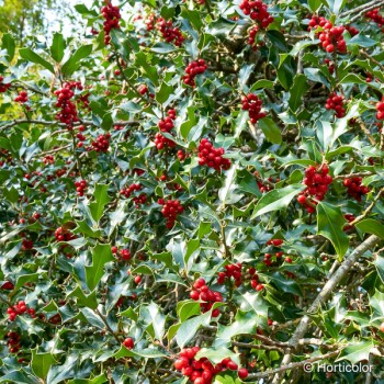 ILEX aquifolium