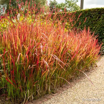 IMPERATA cylindrica Red baron
