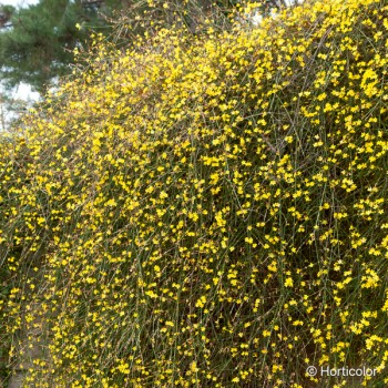 JASMINUM nudiflorum