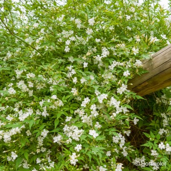 JASMINUM officinale