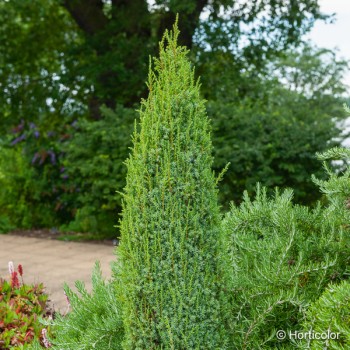 JUNIPERUS communis Sentinel