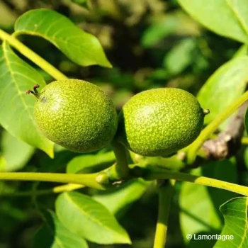 JUGLANS regia Parisienne (noyer)