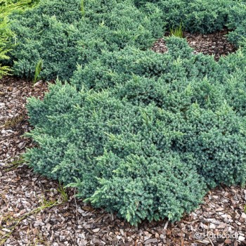 JUNIPERUS squamata Blue star