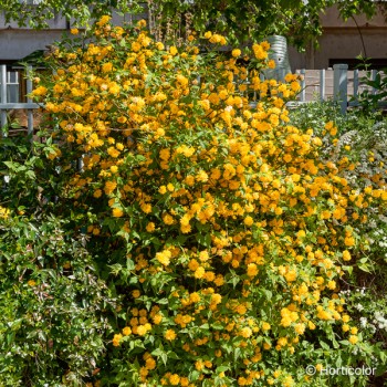 KERRIA japonica Pleniflora
