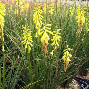 KNIPHOFIA Banana popsicle