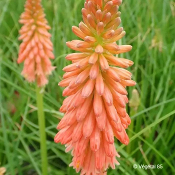 KNIPHOFIA Red hot popsicle