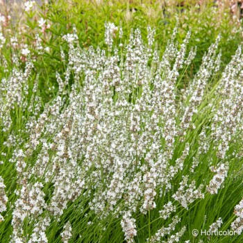 LAVANDULA angustifolia Artic snow