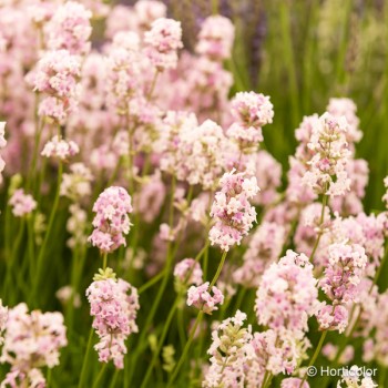 LAVANDULA angustifolia Rosea