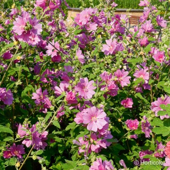 LAVATERA Bredon spring