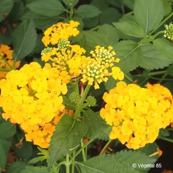 LANTANA Chapel hill gold