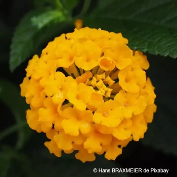 LANTANA Chapel hill yellow