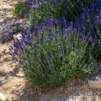 LAVANDULA Hidcote