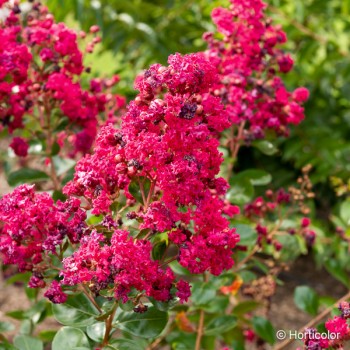LAGERSTROEMIA indica Braise d'été