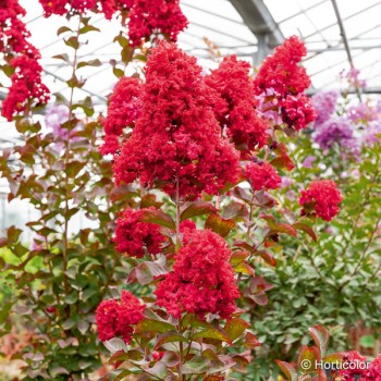 LAGERSTROEMIA indica Dynamite®