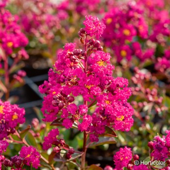 LAGERSTROEMIA indica Fuchsia d'été