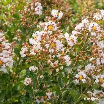 LAGERSTROEMIA indica Neige d'été