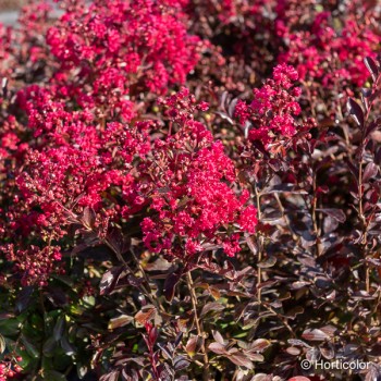 LAGERSTROEMIA indica Red imperator