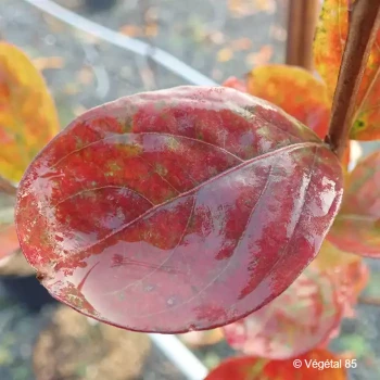 LAGERSTROEMIA indica Rhapsody in pink
