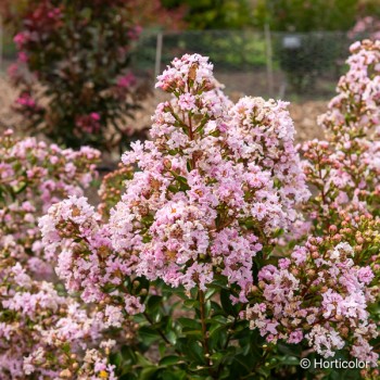 LAGERSTROEMIA indica Rose clair