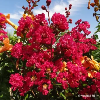 LAGERSTROEMIA indica Rose vif