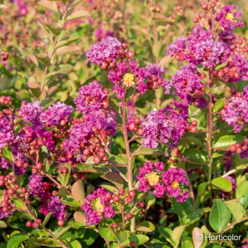 LAGERSTROEMIA indica Violet d'été