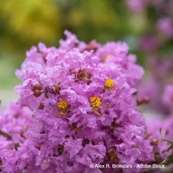 LAGERSTROEMIA indica Violacea