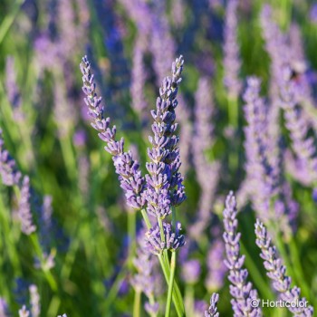 LAVANDULA x intermedia Grosso