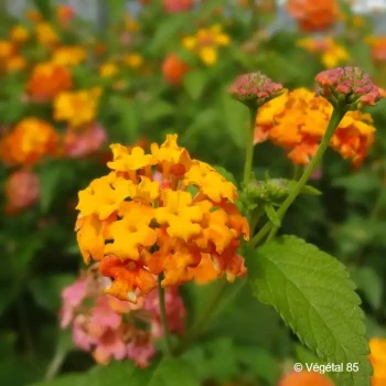 LANTANA Miss huff (rose orange)