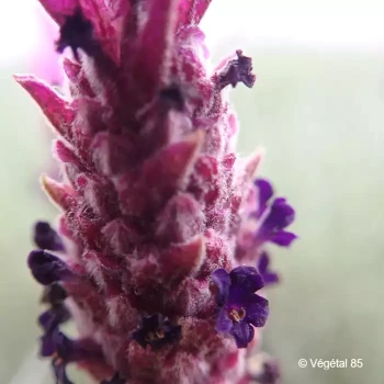 LAVANDULA stoechas Madrid purple