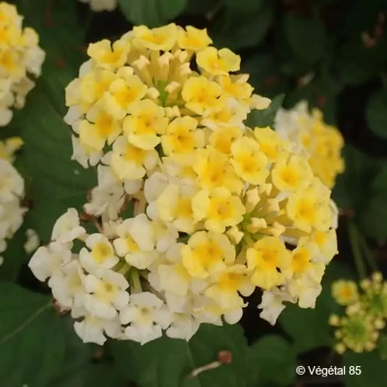 LANTANA Sunny side up (bicolor)