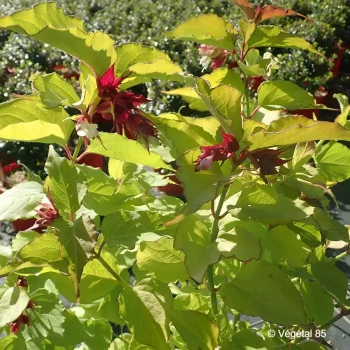 LEYCESTERIA formosa Golden lantern