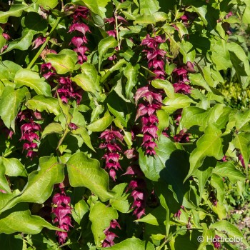 LEYCESTERIA formosa Purple rain