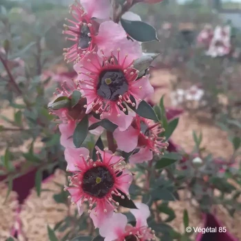 LEPTOSPERMUM lanigerum Mesmer eyes