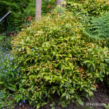 LEUCOTHOE scarletta Zeblid