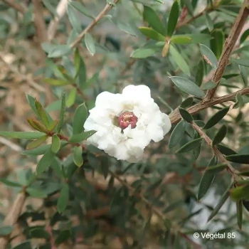 LEPTOSPERMUM scoparium Blanc