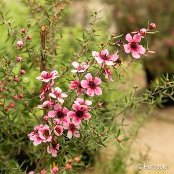 LEPTOSPERMUM scoparium Martini